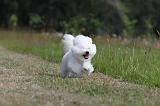 BICHON FRISE 487